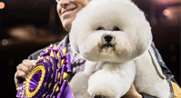 dog show winner