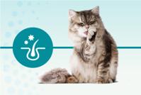 An allergen in their saliva called Fel d 1 binds to cat hair and dander