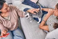 A kitten walking on a couch being pet by its two owners