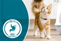 kitten walking but looking upward