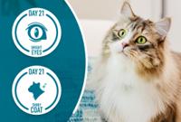 cat looking up and off to the side