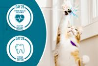 cat reaching upward playing with toy