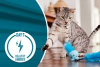 kitten looking at toy with paw up to hit