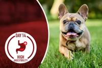 puppy running in yard