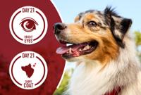 side profile of dog with his tongue out smiling