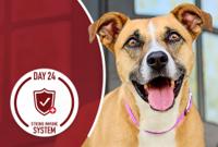 happy dog smiling looking straight