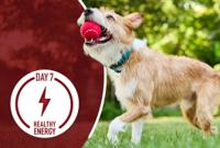 puppy catching red ball inches mouth