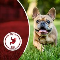 A dog running in the grass