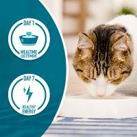 A cat eating from a bowl