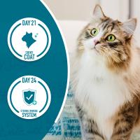 A cat standing on a couch