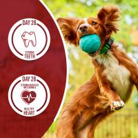 A dog jumping with a ball in its mouth