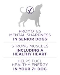 fomenta la nitidez mental de los perros sénior