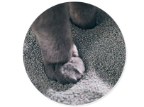 Pata de gato en la arena