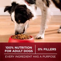 100 percent nutrition for adult dogs