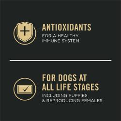 Antioxidants For A Healthy Immune System