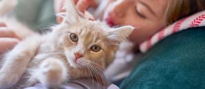 A kitten snuggling with its owner who is asleep on a couch