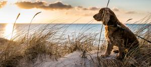 dog next to water, sand and marsh