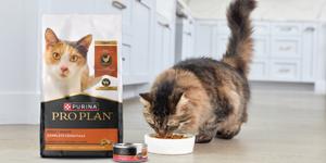 A cat eating Pro Plan next to packages of dry and wet Pro Plan cat food formulas.