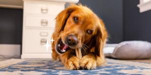 dog chewing a dentalife dog treat