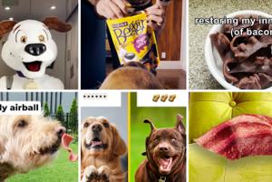 Beggin’ social feed