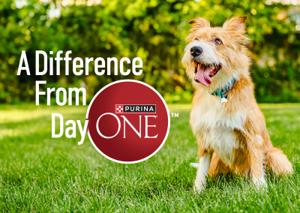 A dog sitting in the grass