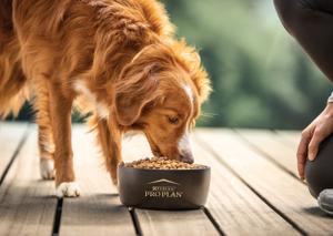 Dog eating Pro Plan dog food out of a bowl.