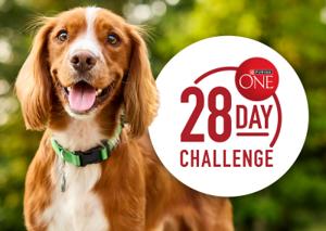 happy dog with tongue out