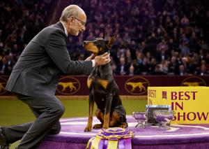 2026 WKC Best In Show and Working Group Winner, Doberman Pinscher, Penny, and her handler.