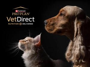 A dog and cat looking at each other