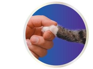 person holding cats paw