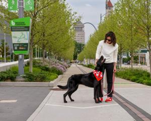 A woman walks a black dog with a Purina bandana on the Brickline Greenway in St. Louis, Missouri.
