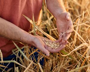 A farmer holds grains of rice in his hand.