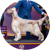 Cider, an English Setter, Sporting Group Winner
