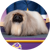Runnie, a Pekinese, Toy Group Winner and Reserve Best in Show