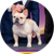 Winston, a French Bulldog, Non-Sporting Group Winner