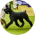 Monty, a Giant Schnauzer