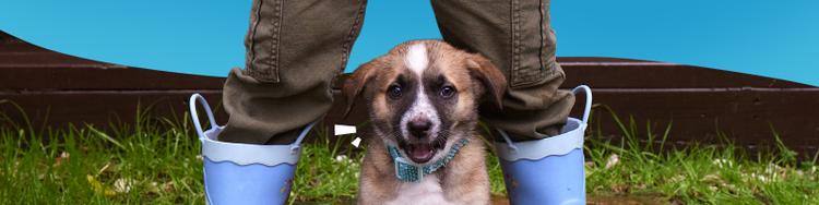 puppy sitting in front of child in rain boots