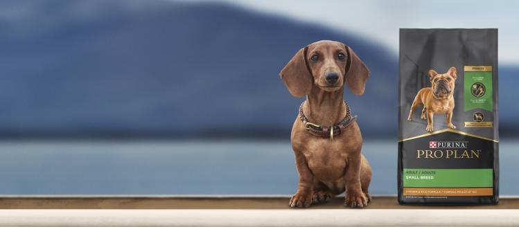 Product Dog Small breed