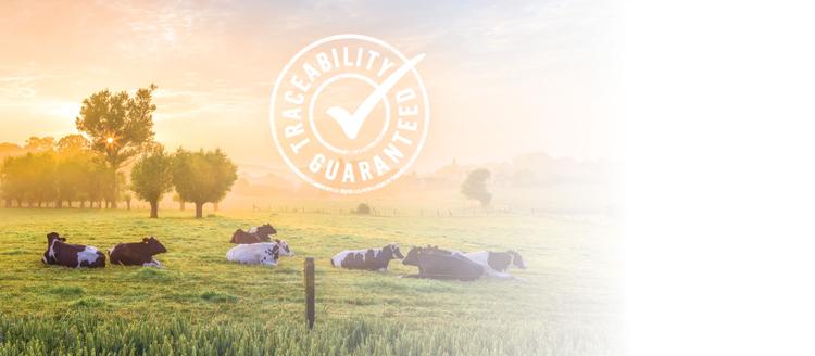 farm cows laying in pasture with traceability guaranteed seal