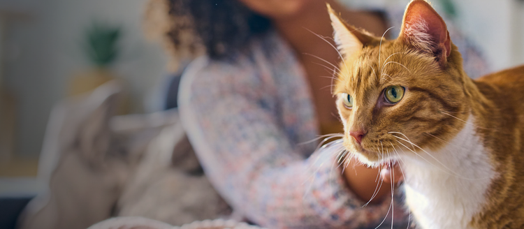 gato anaranjado y blanco le pide a su dueño caricias en el mentón