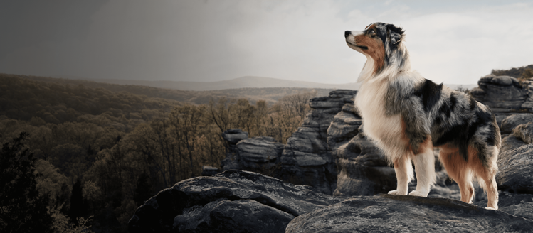 Why Pro Plan Hero Banner