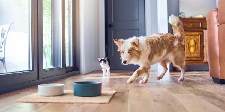 a dog and cat on a wood floor