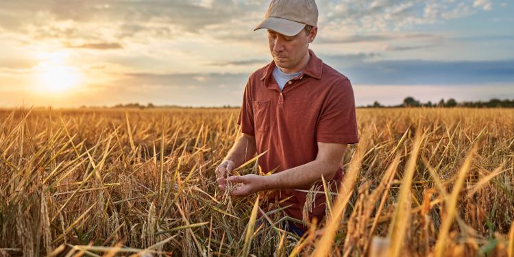 A farmer looks closely at his rice grown with regenerative farming practices.