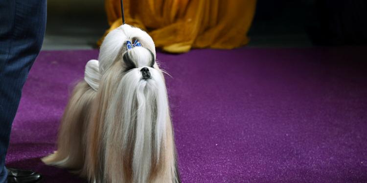 2025 and 2024 WKC Toy Group Winner, Shih Tzu, Comet.