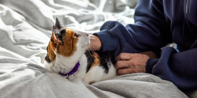 Person petting cat