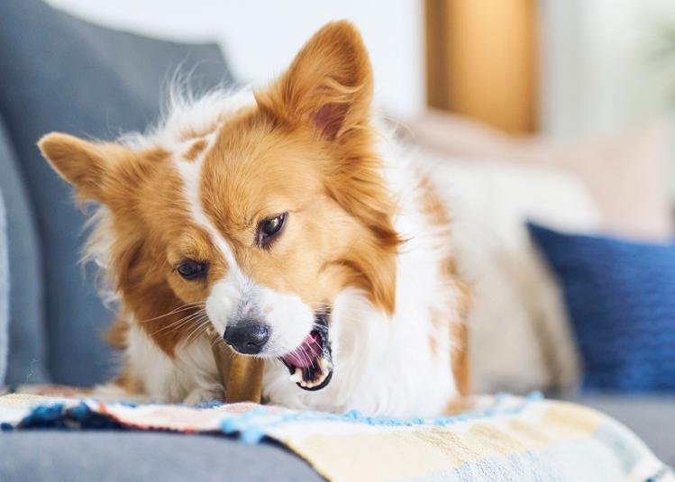A dog chewing a Busy Bone on the couch.