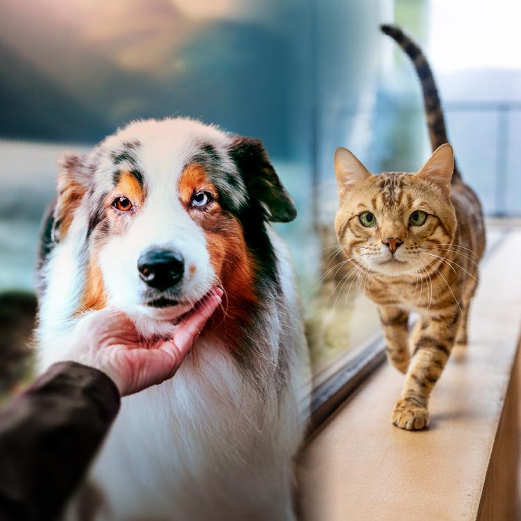 Side by side images of a dog resting its head on its owner’s palm and a cat walking on a window ledge.