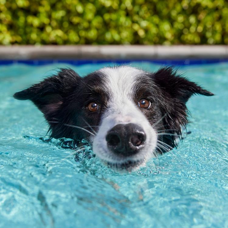 Dog in pool
