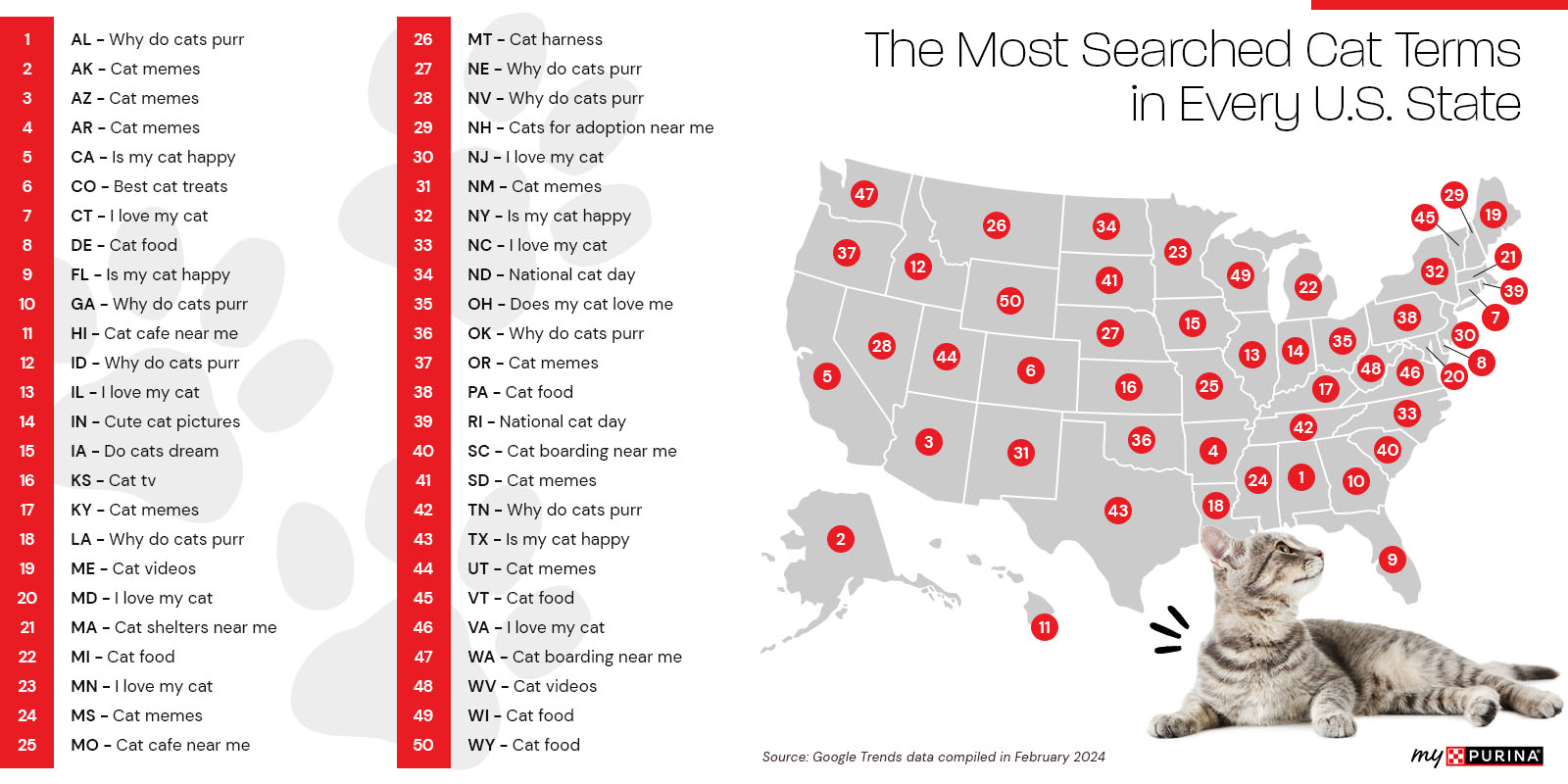 The most searched cat terms in every state infographic