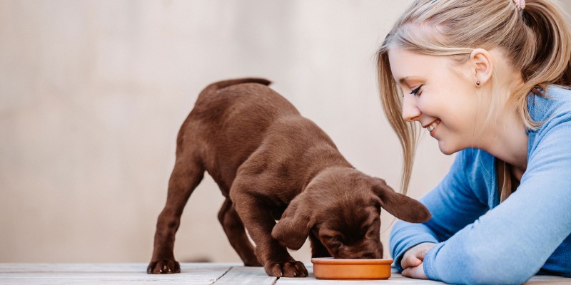 Dog feeding hot sale puppies